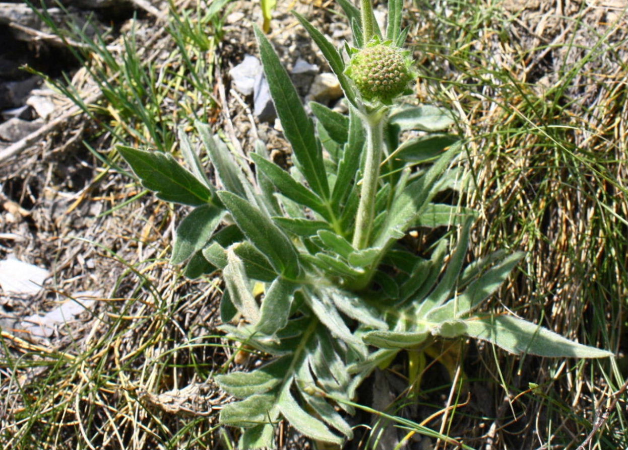 Knautia mollis / Ambretta delle Alpi Marittime